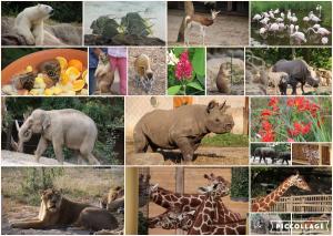 Collage 2018-07-19 21 37 19