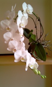 Orchidee_1