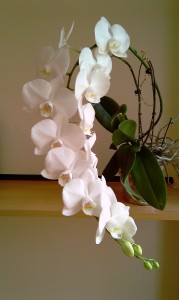 Orchidee_2